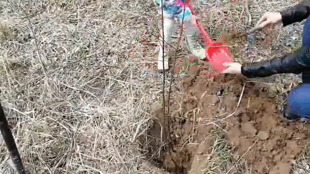 Дерево Победы смотреть онлайн