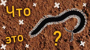 Что это за Тварь??? Угадай Зверя! Непонятное Существо... Вьетнам