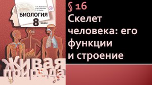 Параграф 16. Скелет человека: его функции и строение