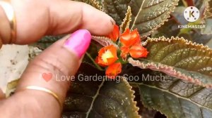 How to care Copper Leaf plant or Sunset Bells in easy ways (Tips &Tricks) @ilovegardeningsoomuch733