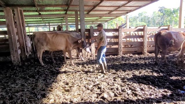 RECEPTORAS DE EMBRION смотреть онлайн