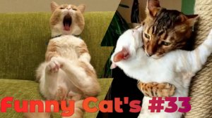 Смешные коты #33.mp4