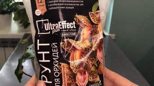 Орхидея пафиопедилум, мой уход. Paphiopedilum Pinocchio, гибридный пафиопедилум