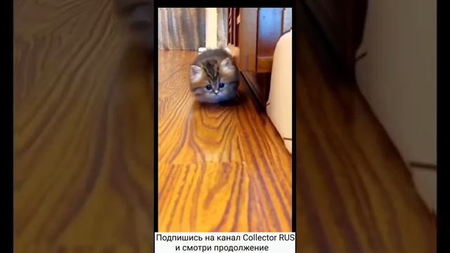 Смешные котята