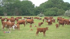 5 инвестпроектов в Южном Дагестане реализует компания «Алияк»