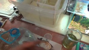 АВТОМАТИЧЕСКАЯ ФЕРМА ДЛЯ ГУППИ ЗАПУСКАЕМ РЫБКУ В ОТСАДНИК.