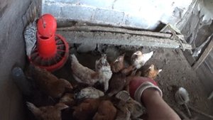 Костная мука | Три моих способа приготовить костную муку своими руками | Подкаст