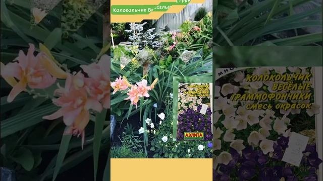 ЦВЕТЫ как на картинке - ОЖИДАНИЯ и РЕАЛЬНОСТЬ !#цветыизсемян#цветыкакнакартинке#семенацветов