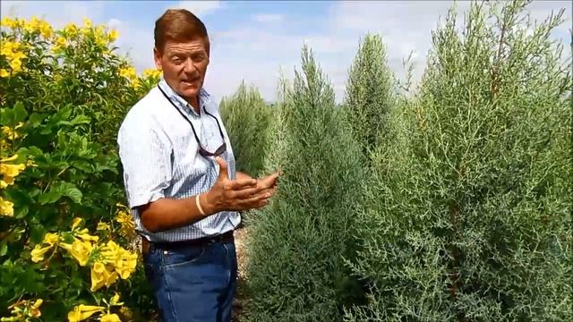 ARIZONA CYPRESS- Cupressus arizonica смотреть онлайн