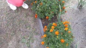 БАРХАТЦЫ.САМЫЕ КРАСИВЫЕ ЦВЕТЫ