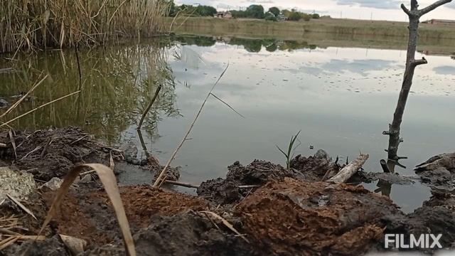 Рыбалка на карася/Хитрый карась,заводит в камишь/Стандарт/Тесто с чесноком !!! смотреть онлайн