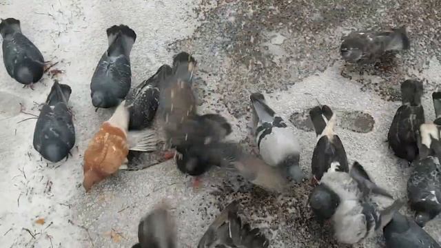 ПОЛУЧИЛ БЕСПЛАТНЫЙ ХЛЕБ. НАКОРМИЛ ГОЛУБЕЙ ЗИМОЙ.ГОЛУБИ ЕДЯТ С РУК смотреть онлайн