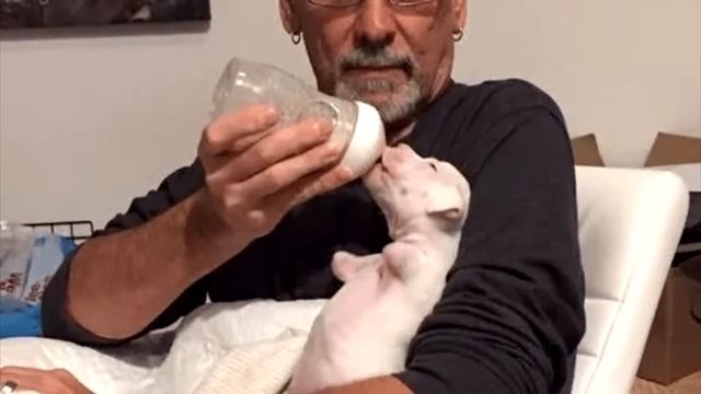 Ветеринар хотел усыпить щенка, без передних лап. Но хозяин решил бороться до последнего смотреть онлайн