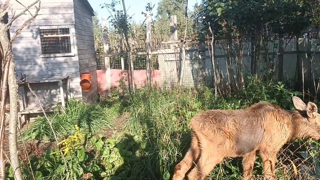 03.09.23. завтрак на траве. смотреть онлайн