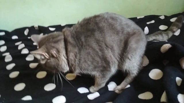 Кот извращенец смотреть онлайн