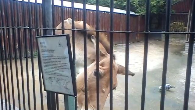 Московский зоопарк. смотреть онлайн