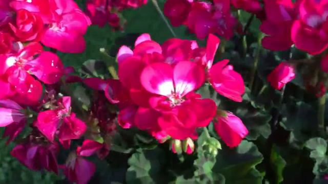🌹My beautiful new hanging Geranium flowering plant in the golden hour🌹 смотреть онлайн
