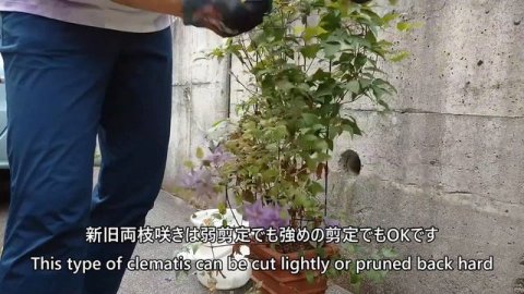 クレマチス|花後の植え替え・剪定|Repotting + pruning clematis