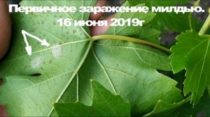 ? ВАЖНО! Опыт ЛЕЧЕНИЯ МИЛДЬЮ на винограде биопрепаратом. Как работает фитоспорин.