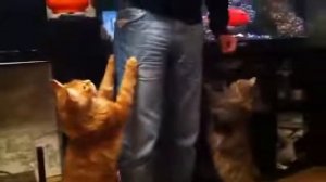 Кот напал на хозяина а потом чуть не съел человека!!! Жесть!