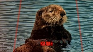 КРАСНАЯ КНИГА РОССИИ. ЖИВОТНЫЕ