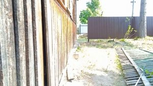 Это просто ужас. В моем доме завелись дикие пчелы.