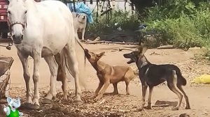 Не На Того Нарвались / Случаи с Животными Снятые На камеру