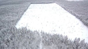 Вырубленная Тайга. Охота в -36. Хмао-югра..mp4