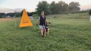 Protection with malinois. Euros iz Gratsiano - 15 months old ⚡️