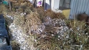 УБОРКА ЧЕСНОКА ЗАВЕРШЕНА! Итоги, урожайность, обрезка, сушка. Мониторинг цен.