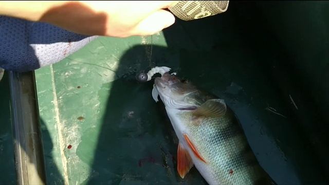 Жор крупного окуня! Приехали на шашлык, а тут такое!!! смотреть онлайн