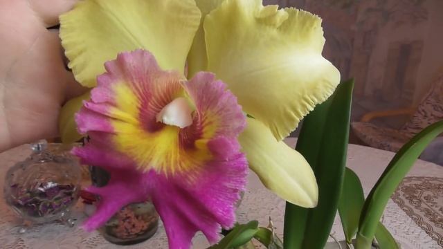 Очень ароматная орхидея. Brassolaeliocattleya Young Kong Sun. Цветение Уход за каттлеями