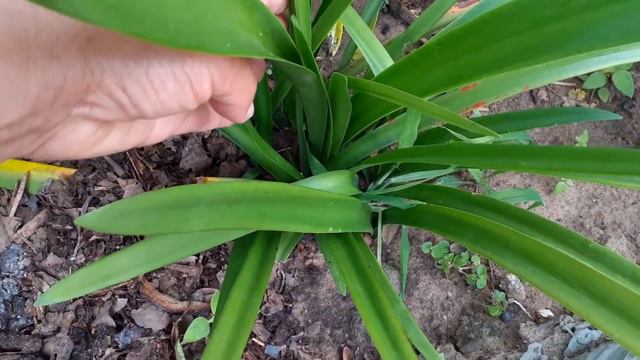 Atualização do replante da / #Amarilis #Flores / #Açucena смотреть онлайн