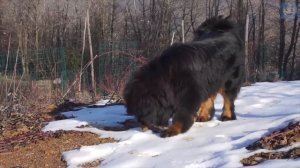 Тибетский Мастиф Против Стаи Волков! Самая дорогая порода собак в мире....