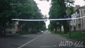 Даже собаки переходят дорогу по пешеходному переходу