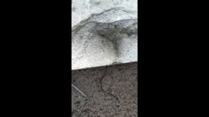 ЛОВУШКА ДЛЯ МАТОК ИЗ КИРПИЧА