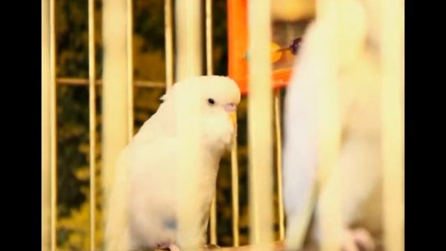 Корелла (Амрочка) говорит, волнистик (Белочка) учится, ожереловые орут. смотреть онлайн