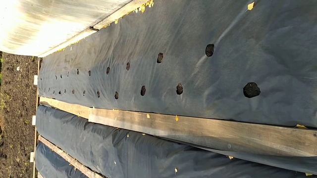 Посылка с рассадой клубники.