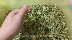 Стеблевой сельдерей для натуральной овощной приправы