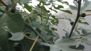 Плодоношение инжира из семян