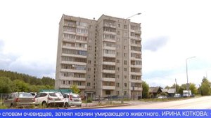 В Первоуральске с балкона многоэтажки выпала собака