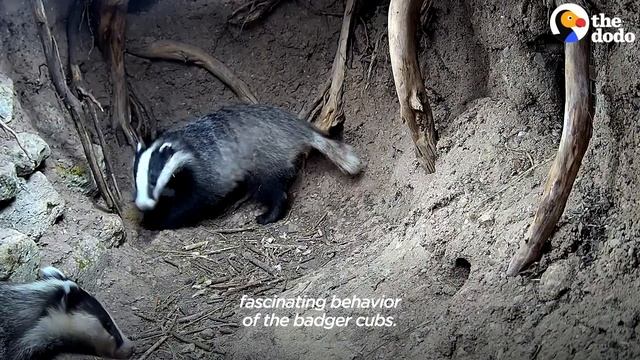 Man Builds Den For Orphan Badgers | The Dodo смотреть онлайн