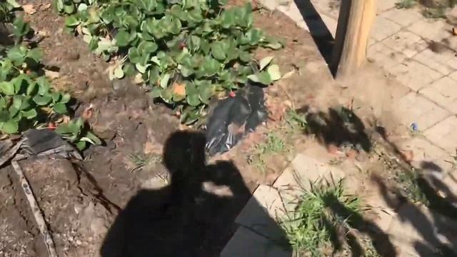 Строительство деревянной теплицы от А до Я.  Все тонкости стройки. смотреть онлайн