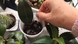 Пахира  Размножение черенками