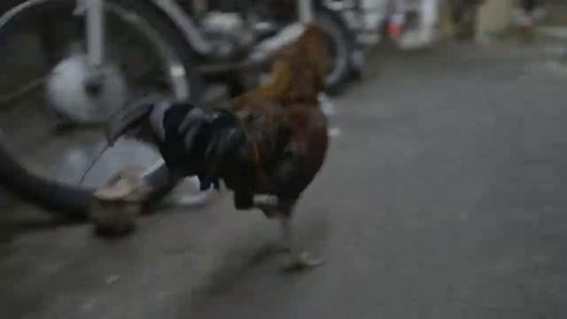 Samba adiZero F50 adidas Football смотреть онлайн