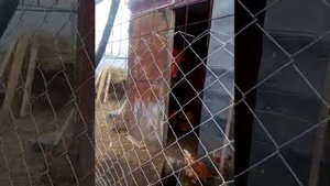 Злой петух ?