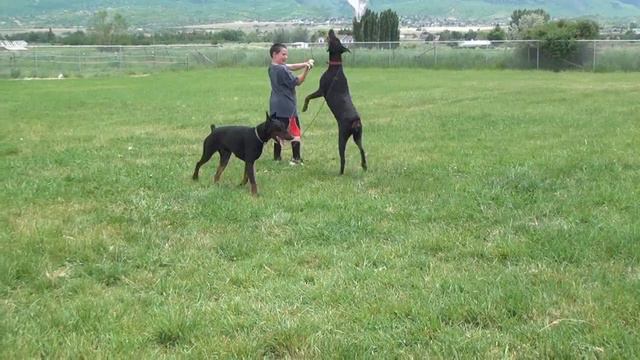 Just playing around with Gipsy and Gunny смотреть онлайн