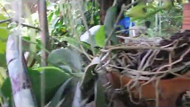 Phalaenopsis Sogo Lisa, First Flower Opening and 5 New Spikes смотреть онлайн