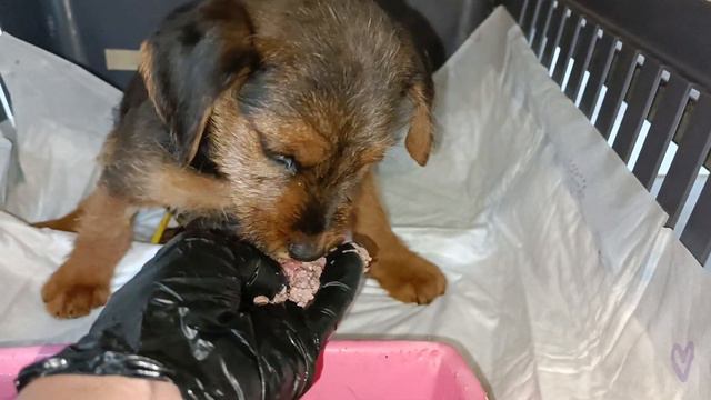 Тбилиси 🇬🇪 Грузия Приют Тамаза Элизбарашвили 🐕 💌 🍀 🙏 Paypal : Elizbarashvilidog@yahoo.com смотреть онлайн