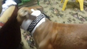 бой стаффа с таксой